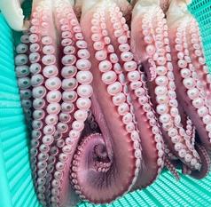 活茹でタコ